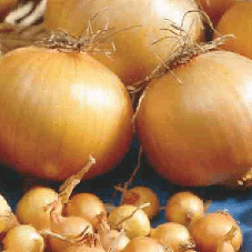 Onion Stuttgarter