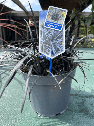 Ophiopogon planiscapus Nigrescens