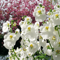 pac® Diascia Elfjes® Daantje (White)