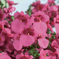 pac® Diascia Elfjes® Doortje