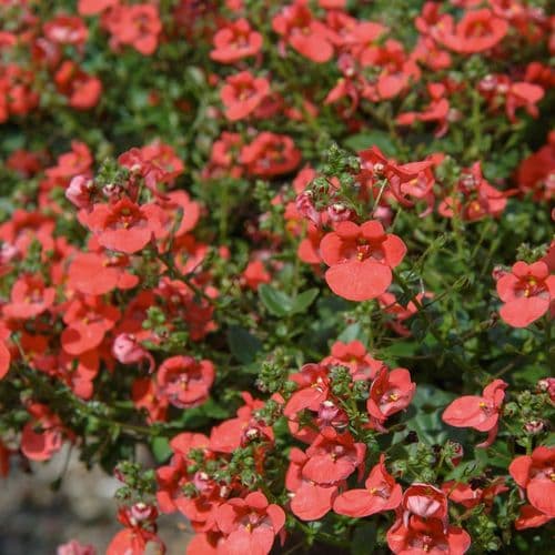 pac® Diascia Elfjes® Jasper (Orange)