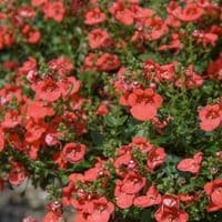 pac® Diascia Elfjes® Jasper (Orange)