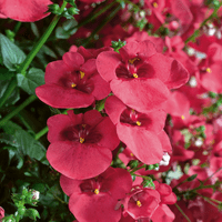 pac® Diascia Elfjes® Jochie (Red)