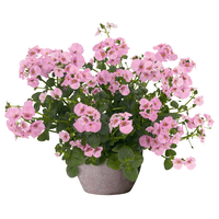 pac® Diascia Elfjes® Rose xxl