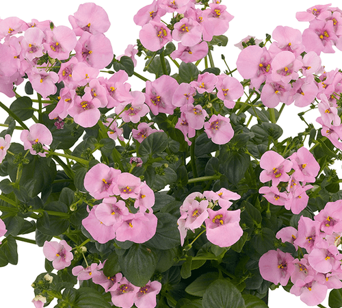 pac® Diascia Elfjes® Rose xxl