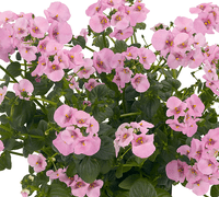pac® Diascia Elfjes® Rose xxl