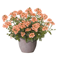 pac® Diascia Elfjes® Salmon xxl