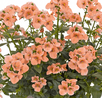 pac® Diascia Elfjes® Salmon xxl