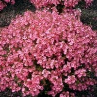 pac® Diascia Little Dancer