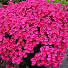 pac® Diascia Little Dreamer