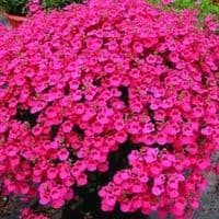 pac® Diascia Little Dreamer