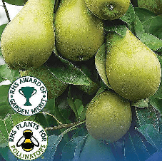 Pear Conference