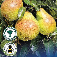 Pear Doyenne de Comice