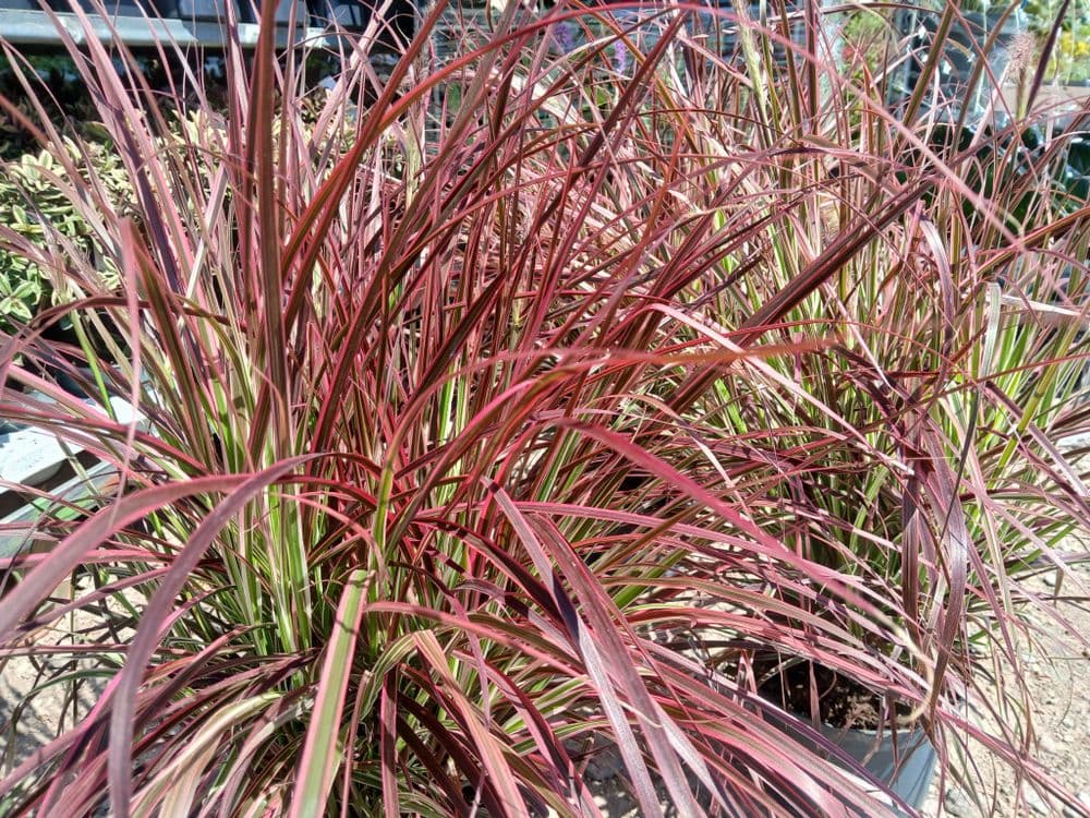 Pennisetum Fireworks