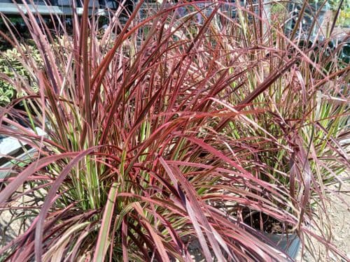 Pennisetum Fireworks