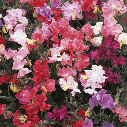 Perfume Delight Mix