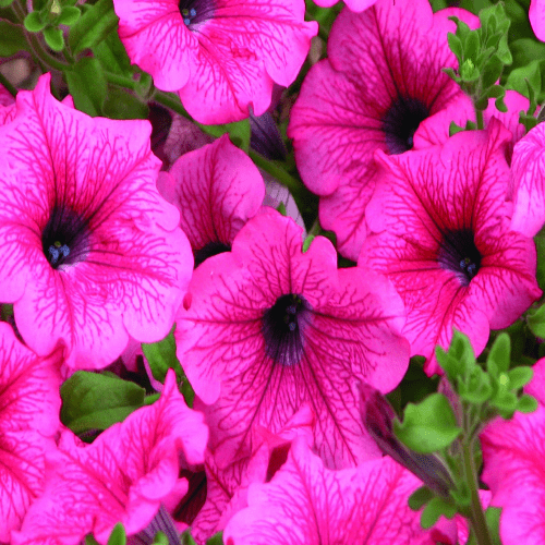 Petunia Surfinia® Hot Salmon