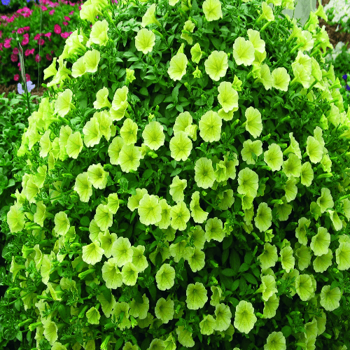 Petunia Surfinia® Victorian Yellow