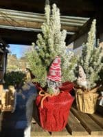 Picea Glauca Conica Decorated