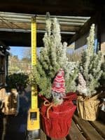 Picea Glauca Conica Decorated
