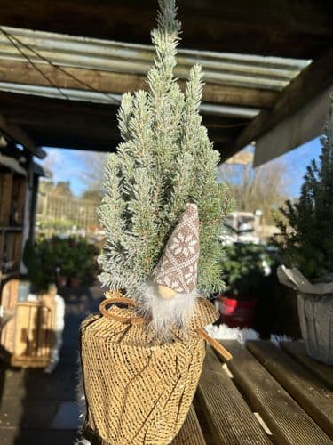 Picea Glauca Conica Decorated
