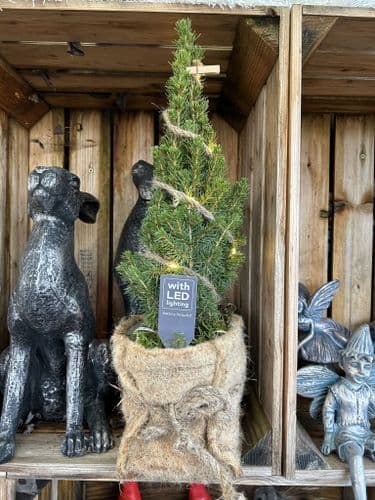 Picea Glauca Conica With Lights