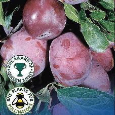 Plum Victoria