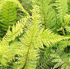 Polystichum setiferum