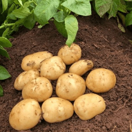 Potato Acoustic - Second Early