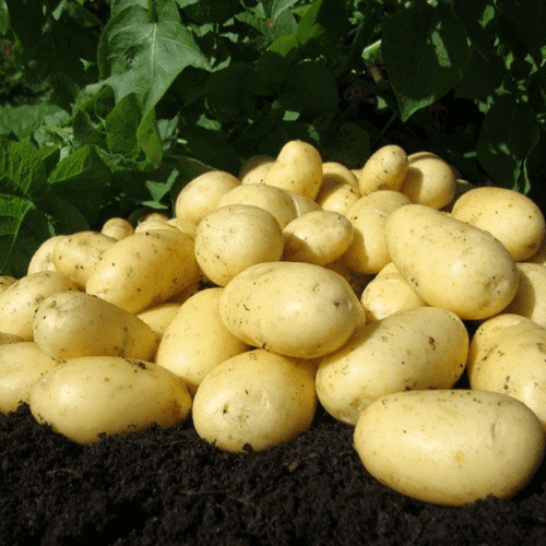 Potato Charlotte - Salad