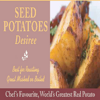 Potato Desiree - Maincrop