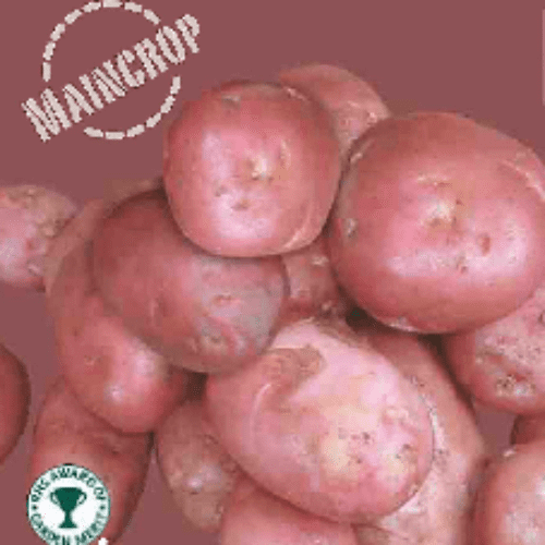 Potato Desiree - Maincrop