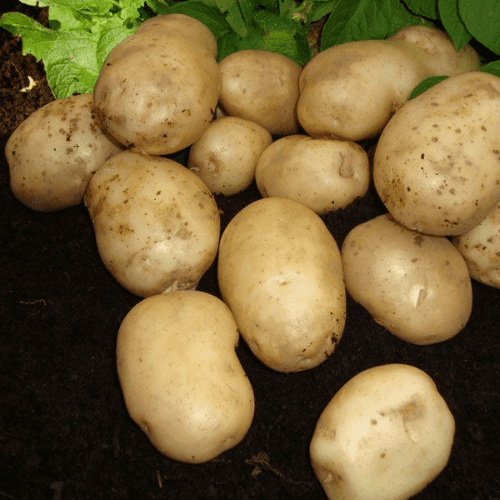 Potato Foremost - First Early