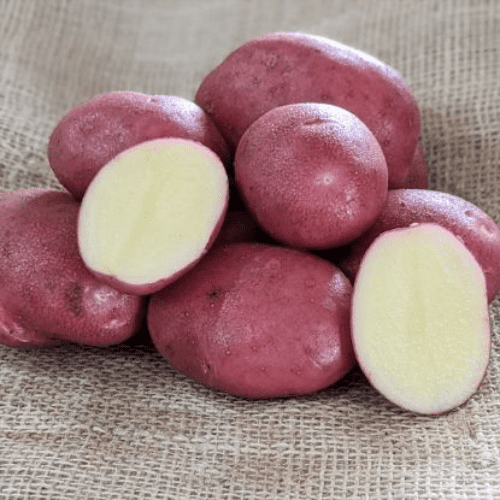 Potato Java - Maincrop