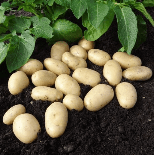 Potato Jazzy - Second Early
