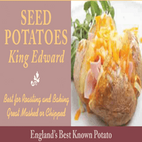 Potato King Edward - Maincrop