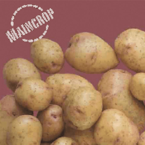 Potato King Edward - Maincrop
