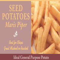 Potato Maris Piper - Maincrop