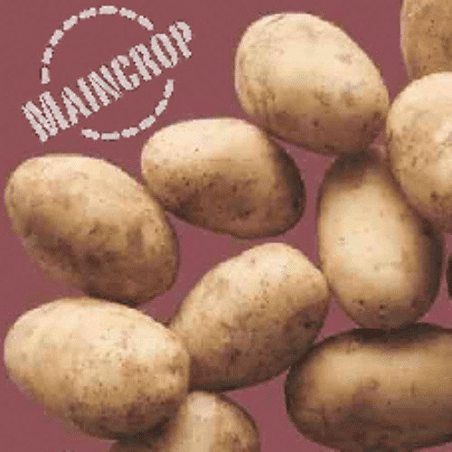 Potato Maris Piper - Maincrop