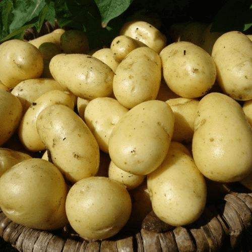 Potato Nicola - Salad