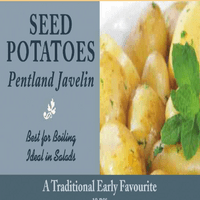 Potato Pentland Javelin - First Early