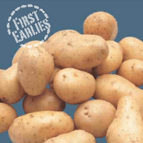 Potato Pentland Javelin - First Early