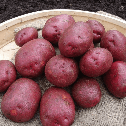 Potato Red Duke Of York - First Early