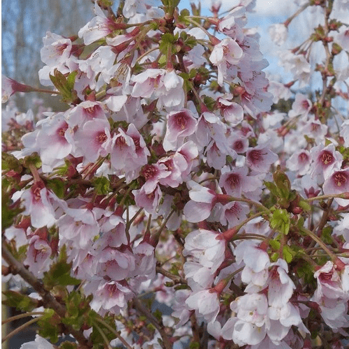 Prunus incisa Kojou-no-mai