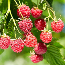 Raspberry Malling Promise