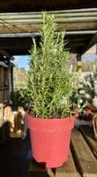 Rosmarinus Officinalis Christmas Tree