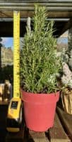 Rosmarinus Officinalis Christmas Tree