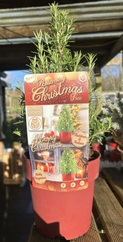 Rosmarinus Officinalis Christmas Tree