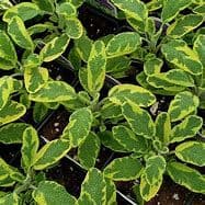 Sage Icterina (Gold)