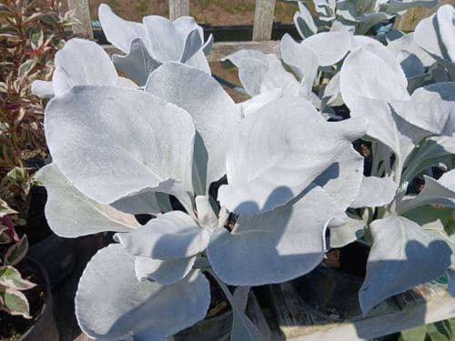 Senecio Angel Wings